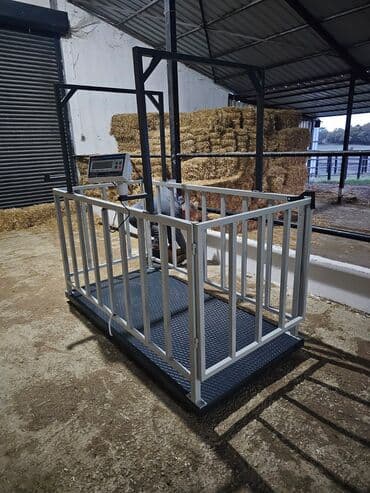 Eşşəklər: At tövlələri və fermalar üçün heyvan ölçü və müayinə qəfəsi heyvan — 2