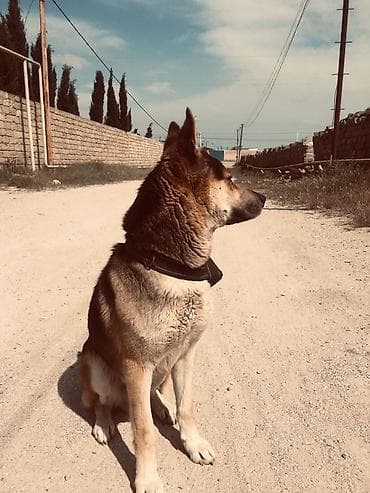 dogo argentina: Evropeyski afçarkadı, itə baxa bilmədiyim üçün verməy — 3