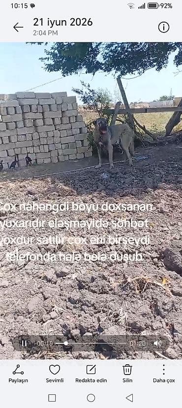 Kaqal satılır boy 95 — 2