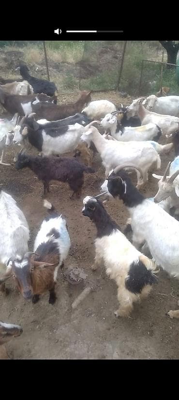 jersey cinsi: Erkək, il: 1, 20 kq, Südlük, Ünvandan götürmə — 3