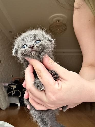 bərdə broyler: Şotland yastı qulaq, Yaxşı əllərə — 8