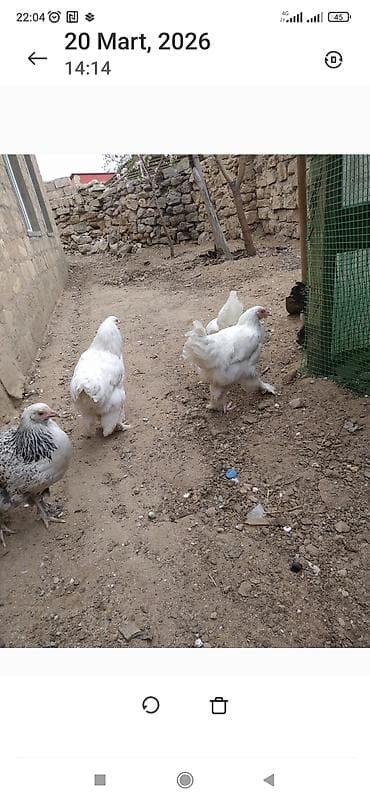 quban toyuqlari: Toyuq, Brama, Ətlik — 10