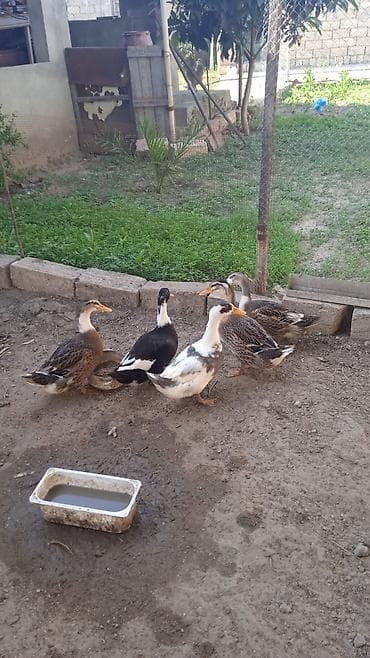 3 ayliqdilar sesli ördek hamsi biryerdə satılır ünvan Nardaran at lalafo.az 3 ayliqdilar sesli ördek hamsi biryerdə satılır ünvan Nardaran