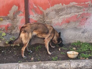 Akvariumlar: Belçika çoban iti — 3