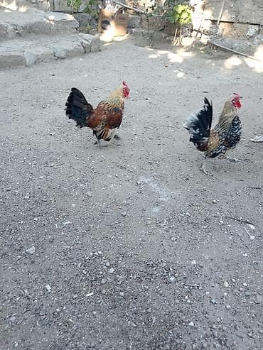 Kənd təsərrüfatı quşları: Cücələr – dekorativ xırda ölçülü xoruzlar - Növ: dekorativ (xırda — 1