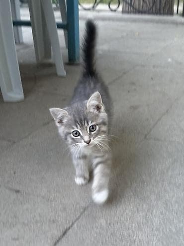 heyvan it: Tabbi, Yaxşı əllərə — 2