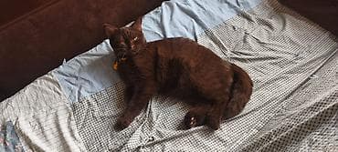 British Short Hair Brown Cinsidir. Şokolad rəngli, qısa tüklü ev — 3