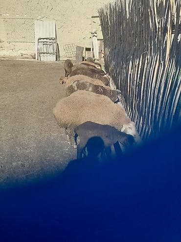 Nömrə: ( 051 ) ( 9178236 )