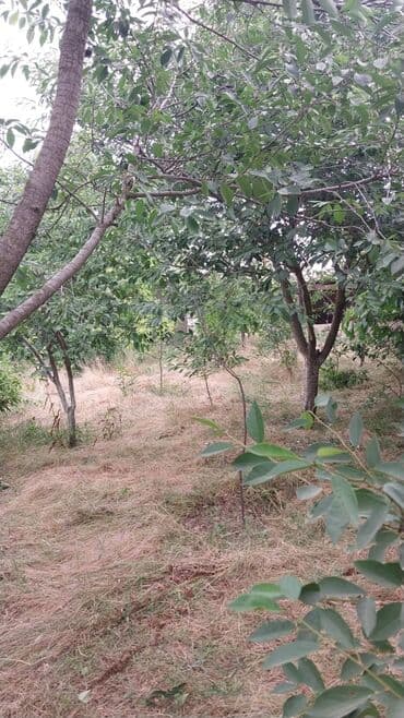 mərdəkanda torpaq satılır: 8 sot, Kupça (Çıxarış) — 6