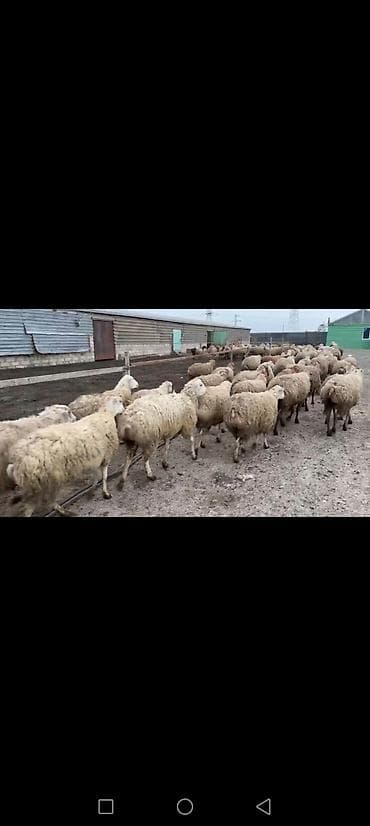 heyvan satisi tap az: Qoyun sürüsü – ətlik və damazlıq üçün - Növ: qarışıq yerli qoyunlar — 2