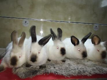 cins ineklerin qiymeti: Dovşan ve eti.Qiymeti razilaşmaq olar.Topdan — 1