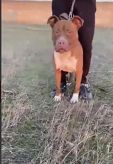 pitbul balasi: Pitbul — 3