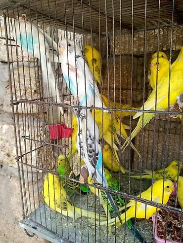 tutuquşu adları: Papuqaylar 14 manattan hazir cutterdi hamsi — 3