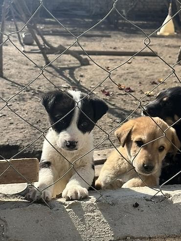 pitbul ıt: 2 ay, Erkek — 8