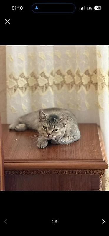 Pişiklər: Şinşilla, Dişi, Yaxşı əllərə, Ödənişli çatdırılma — 3