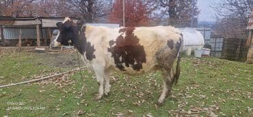 Mal-qara – inək - Cins: Alaca (qara-ağ-qəhvəyi rəngli). - Yaş: orta