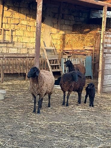 Quşlar: Qiymət razılaşma ilə
1ci 2ci qarın anadılar — 3