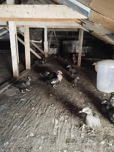 Balıqlar: 1ədədi20manat alana endirmolacaq — 1