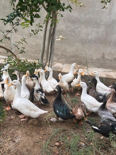 ördək balası və cücə: Ördeklər – müxtəlif cins və rənglər - Təsərrüfat üçün iri sürü: ağ — 1