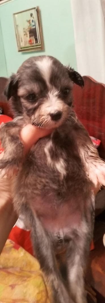 cins toyuq: Peyvəndli — 3