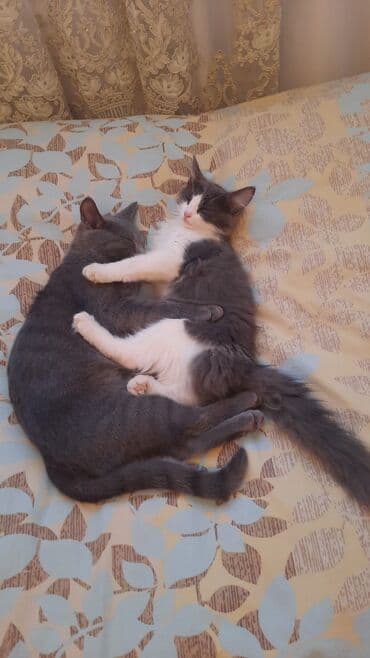 где можно купить котенка: Yaxşı əllərə, Ünvandan götürmə — 3