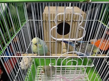 Salam ciddi alıcılarNarhat elesinBudaqlı dalğalı tutuquşular üçün tam