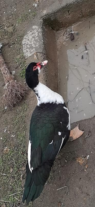 Другие с/х животные: Mullard (musk ördəyi) – qara-ağ rəngli, iri bədənli. Xüsusiyyətlər: - — 6