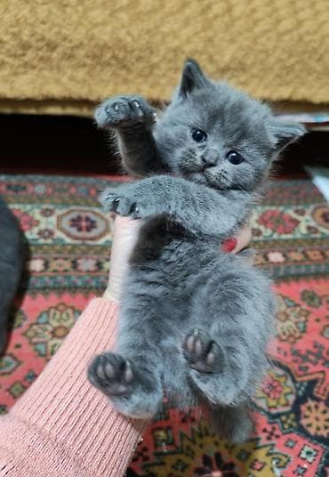 munchkin pişik: Britan — 2