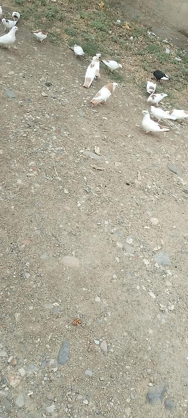 zil qara afcarka: Sari boyun desde quyrug burununda kekili dimdikli erkeydi tam sağlam — 5