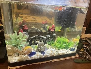 tap az ev itleri: Dördbucaq akvarium, Boş, 12 l, Ünvandan götürmə — 1