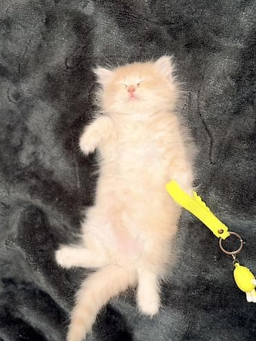 it evlerinin satisi: Şirin, uzun tüklü pişik balası - Cins: uzun tüklü ev pişiyi — 4