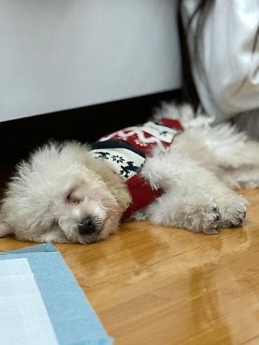 arpa bugda satisi: Pudel, 2 ay, Erkek, Peyvəndli, Ödənişli çatdırılma — 2