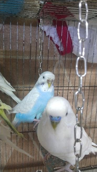 Məhsul: Dalmatin və klassik rəng çeşidli dalğalı tutuquşular