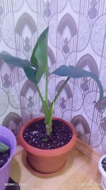 otaq bitkilərinin adları: Böyük, yaşıl yarpaqlı və qalın gövdəli ev bitkisi. Bitki qəhvəyi — 4