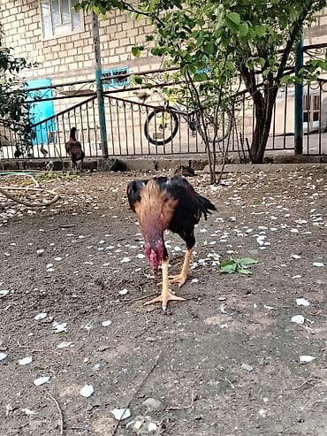 cücə və xoruz təmsil: Təmuz cins təmiz qan hevan axdaranlar narahat etsin 8 aylıq beçədi — 2