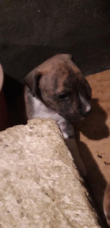 Pitbul, Peyvəndli lalafo.az -da Pitbul, Peyvəndli