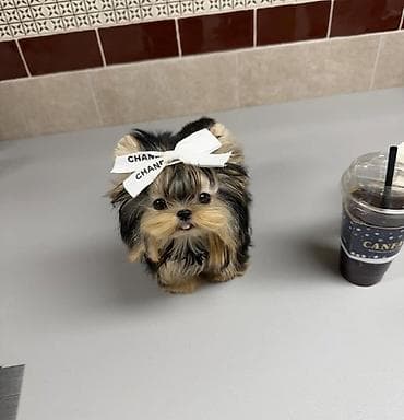 sani kecileri satisi: Şpitz — 8