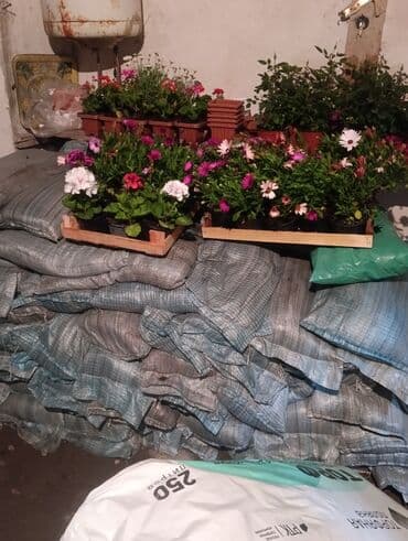 саженцы малины тарус: Qazon landşaft #qazon #torf #torf250litrlik Ekolayf #ekolayf balaken — 30