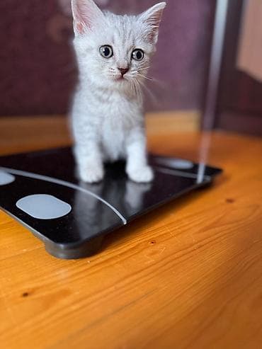 британские котята купить: Британская — 4