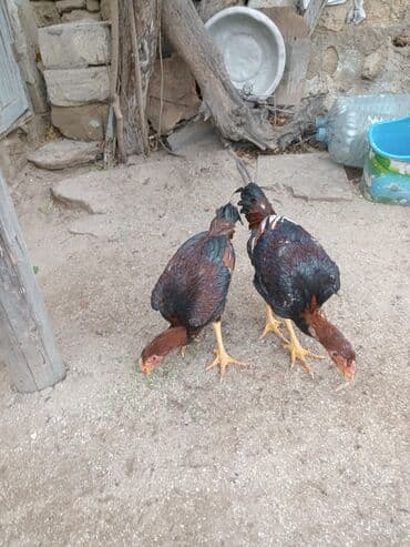 Qazlar: Toyuq cücələri, Ətlik — 3