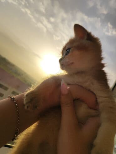 золотая шиншилла баку: Qızıl şinşilla, Dişi, Yaxşı əllərə, Pulsuz çatdırılma — 6