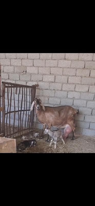 Alpin kecisi 4 lt sud verir 3 balasi var 28 I bu gun dogub cox saglam