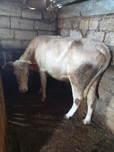 menks cinsli pişik: Dana, buzov, Erkək, ay: 12, Ətlik — 1