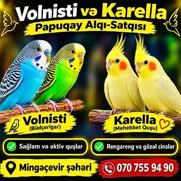 star quşu: Karella və Məhəbbət Quşu papuqayları. Diqqətlə oxuyun. Mehebbet — 1