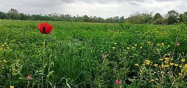 yeni ramanida torpaq: 150 sot, Biznes üçün, Maklerlər narahat etməsin — 1
