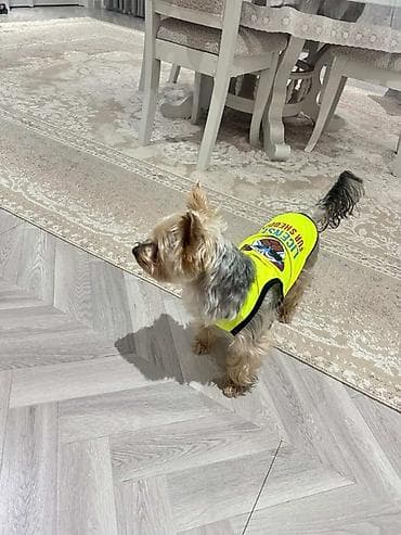 it paltarları: Salam york satilir pasportu privivkalari bütün vurulub yemeyi — 3