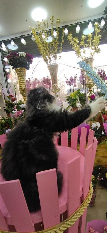 yem qabı: Şotland — 7