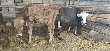 cins buzov: Salamaleykum.2 dənə sağlam erkəy danalar satılır.Qiymət — 1