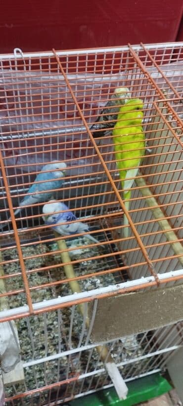 hazır hicablar: Hazır balalayan iki cüt tutuquşular. Yaxşı bala verirlər. Qiymət bir — 8