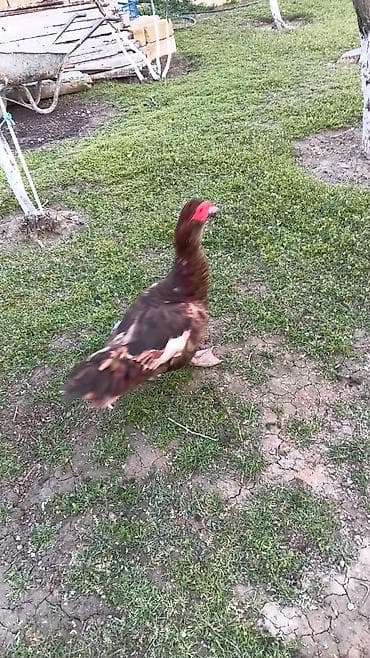 it yemi satisi: Muscovy ördəkləri – 2 baş - Cins: Muscovy (hind ördəyi) - Rənglər — 3